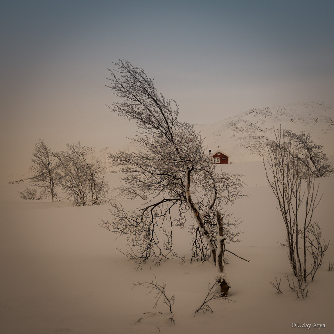 lonely-tree-arctic