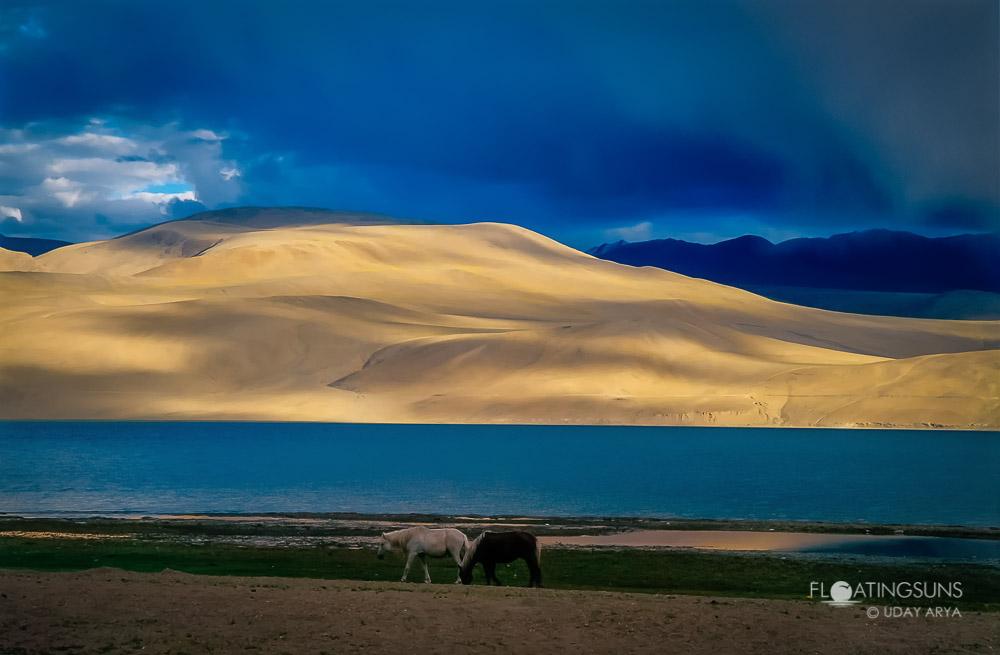 Two beautiful horses against a backdrop of golden-hued mountain ranges at Pangong lake in Ladakh, India. | Buy a License or Print | Ladakh Little Tibet