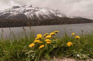 Yellow flowers along the lake at St Moritz, set against the beautiful Swiss alps covered in snow
